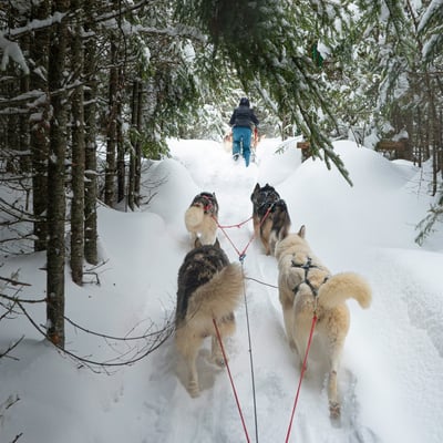 Promenade en traîneau à chiens dans la neige près du Spa StoneHaven Le Manoir, activité hivernale typique des Laurentides.